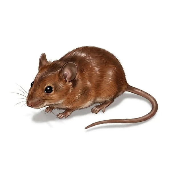 Mice