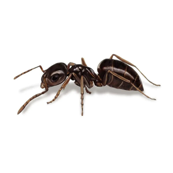 Ants