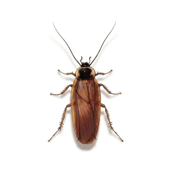 Roaches