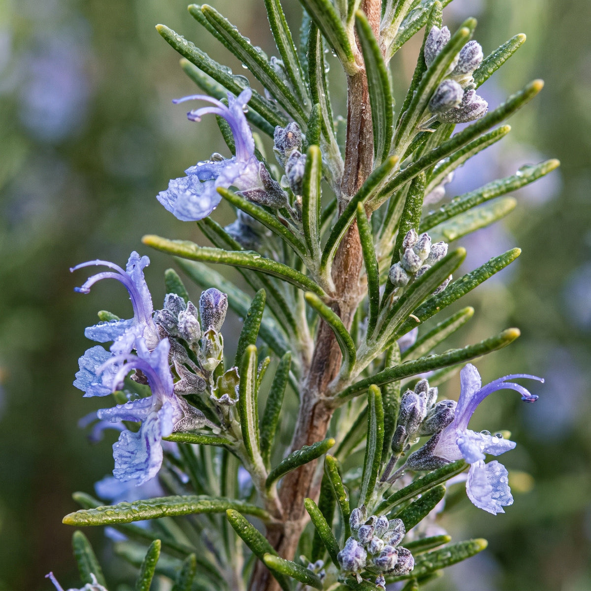 Rosemary Oil