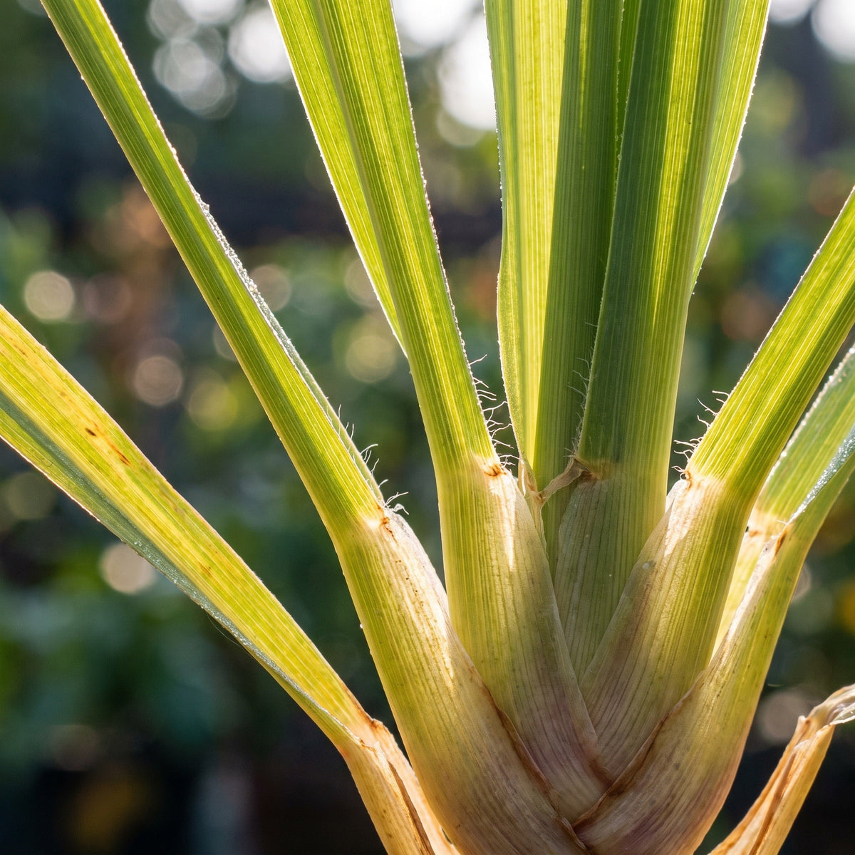 Citronella Oil